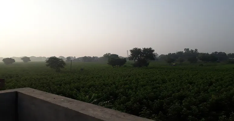 Field in sirsa