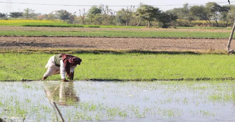 Shahbad Farmer